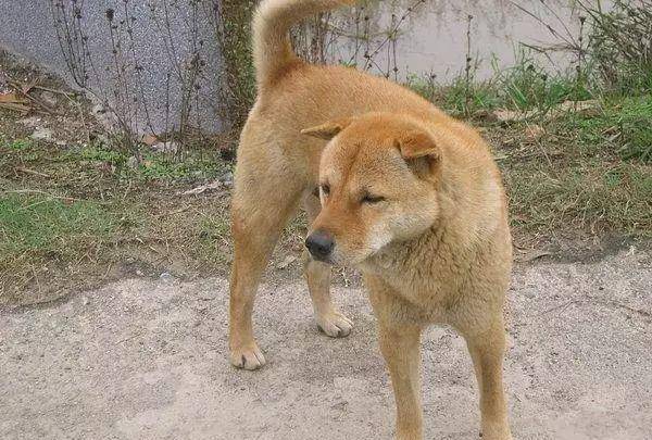 中华田园犬当宠物-中华田园犬当宠物狗可以吗