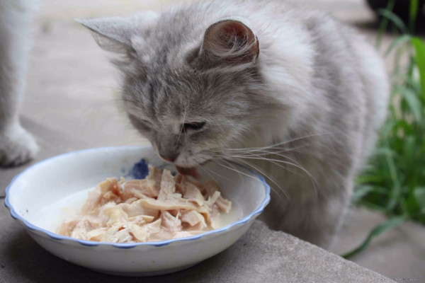 猫可以吃地瓜吗-猫可以吃地瓜吗蒸熟的