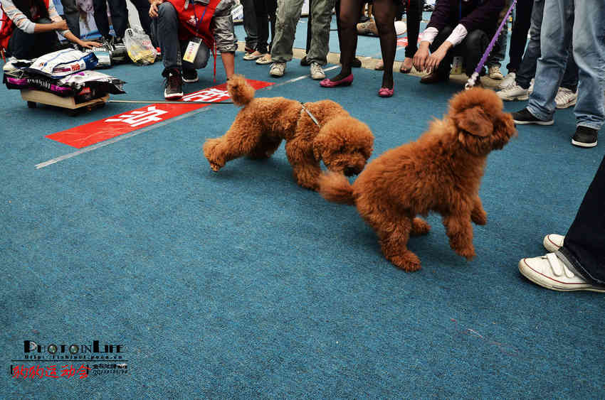 狗狗运动会-狗狗运动会拍拍乐游戏机