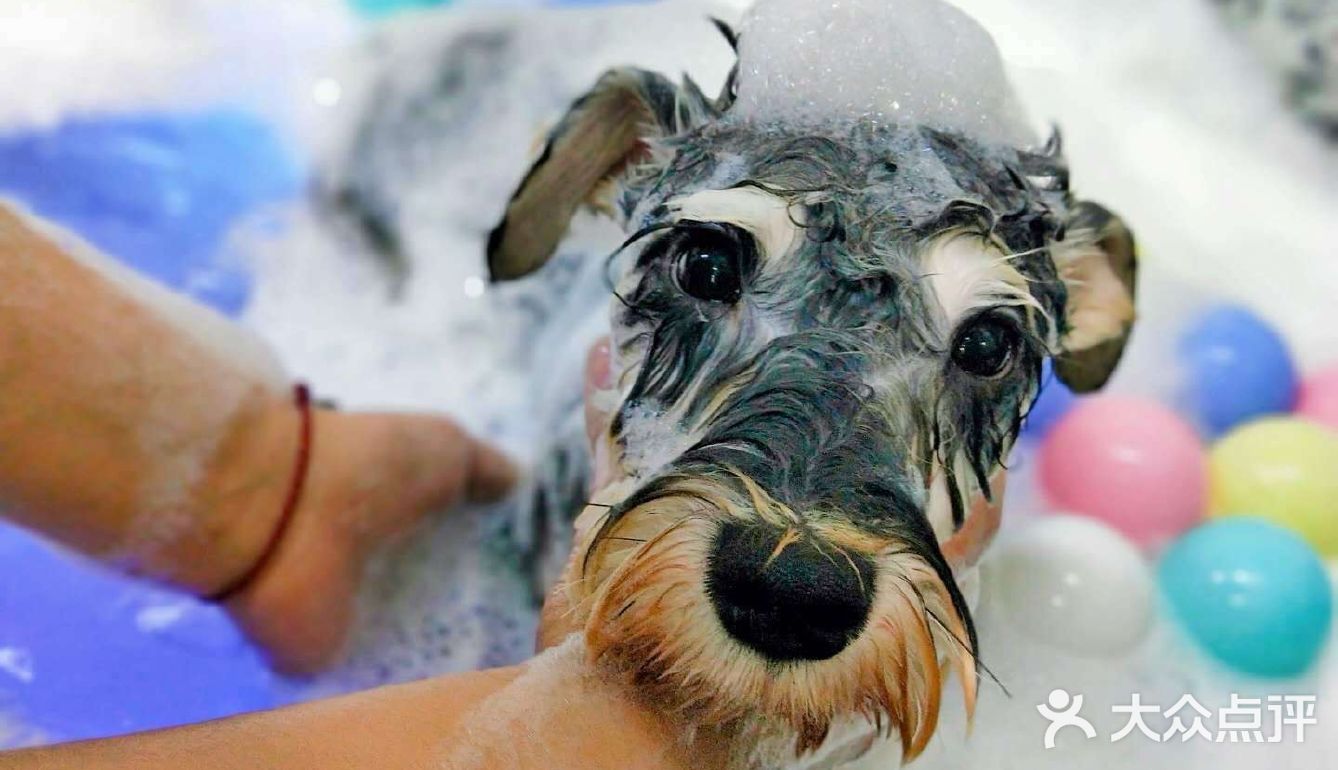 宠物店幼犬洗澡多少钱-宠物店给幼犬洗个澡要多少钱