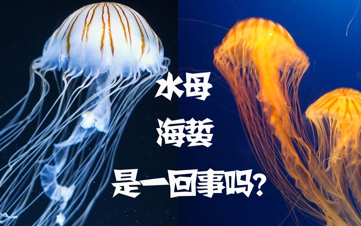 海蜇是不是水母-海蜇是不是水母?