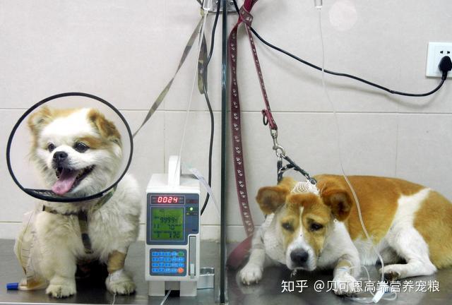 怎么治疗犬瘟热-治疗犬瘟热的特效药