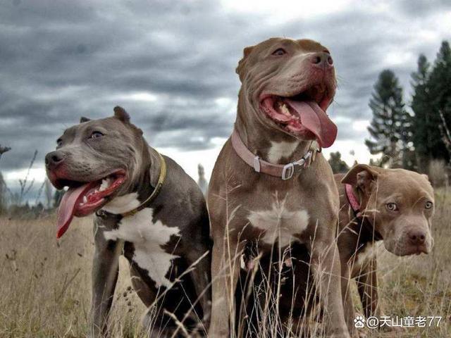 揭秘宠物犬-宠物犬介绍大全