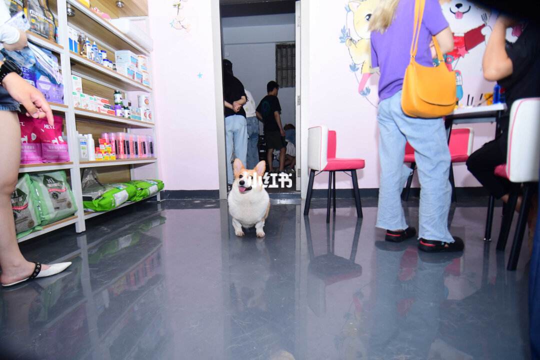 深圳哪家宠物店卖宠物-深圳哪家宠物店卖宠物猫的