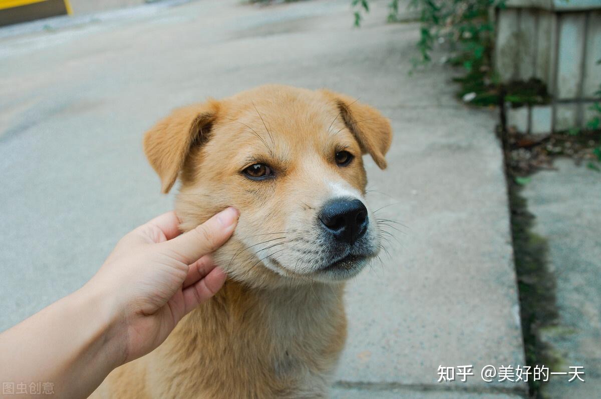 寿命长的宠物犬-寿命长的宠物犬排名