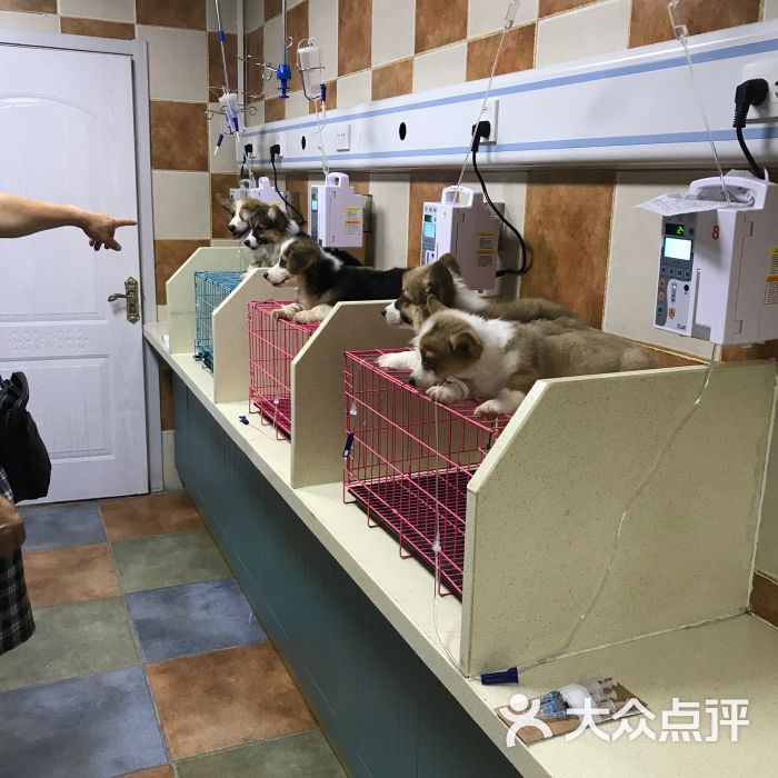 北京正规的宠物店-北京正规宠物店买成年斗牛犬多少钱