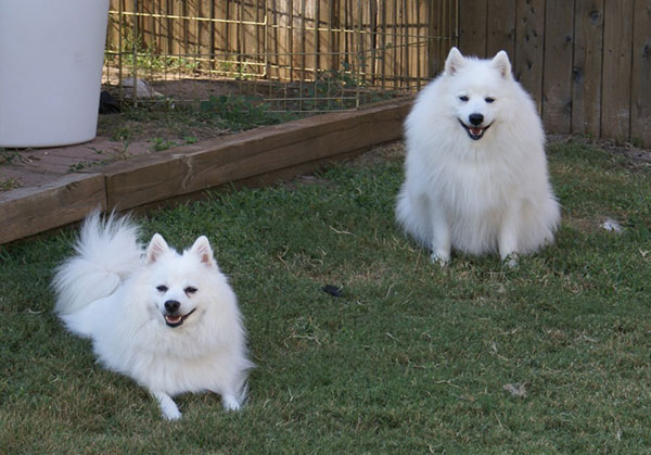 日本狐狸犬-日本狐狸犬幼犬