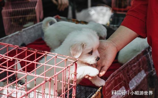 西安宠物市场在哪里-西安宠物市场位置在哪