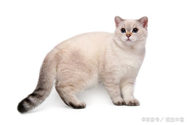 猫咪喜欢什么颜色-猫咪喜欢什么颜色的麻袋