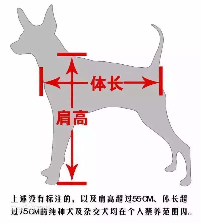 西安禁养犬种-西安禁养犬种名单最新