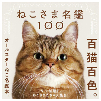 宠物猫英文名字大全-好听的宠物名字 猫咪英文名字