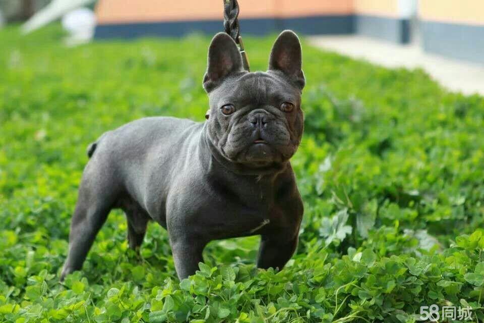 鞍山宠物犬-鞍山宠物市场营业时间