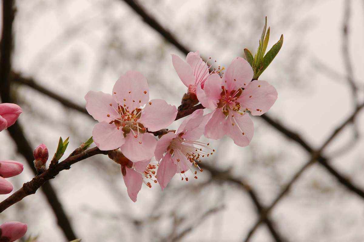 桃花像什么-红红的桃花像什么