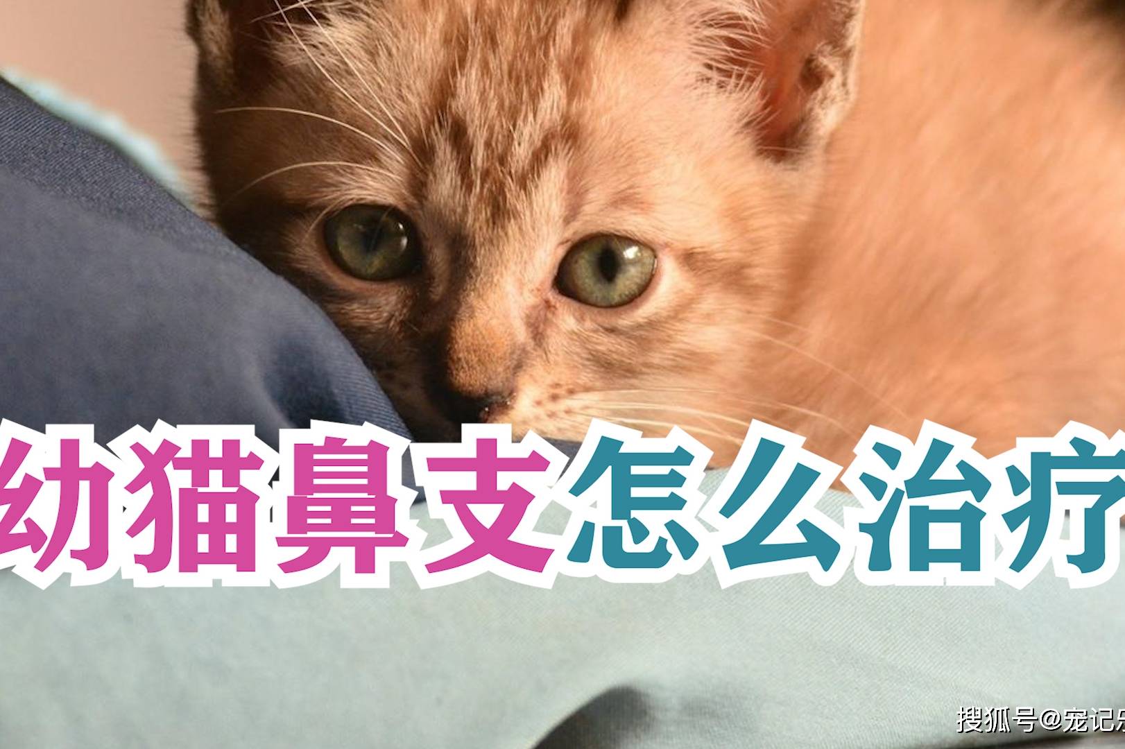 猫鼻支怎么治疗-猫得了猫鼻支怎么治疗