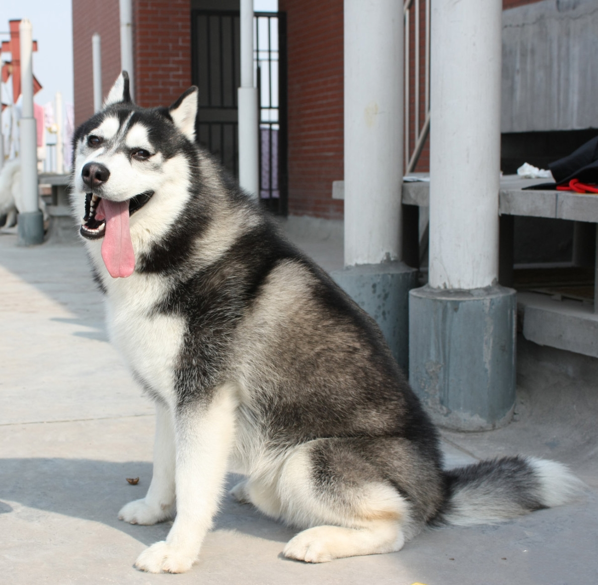 西伯利亚雪橇犬-西伯利亚雪橇犬多少钱一只