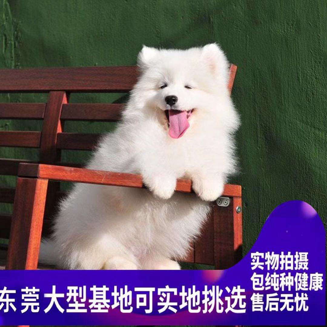 中大型宠物犬-中大型宠物犬排行榜