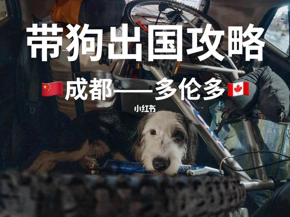 宠物出国如何程序-宠物出国需要什么手续费