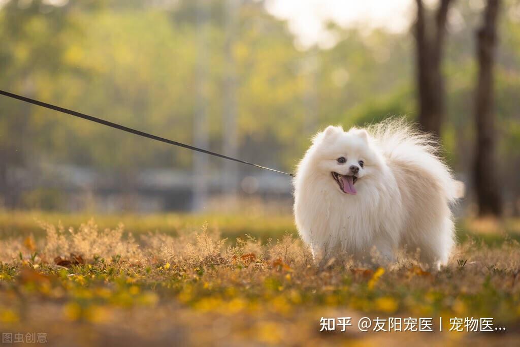 宠物症状在线咨询-宠物疾病咨询app