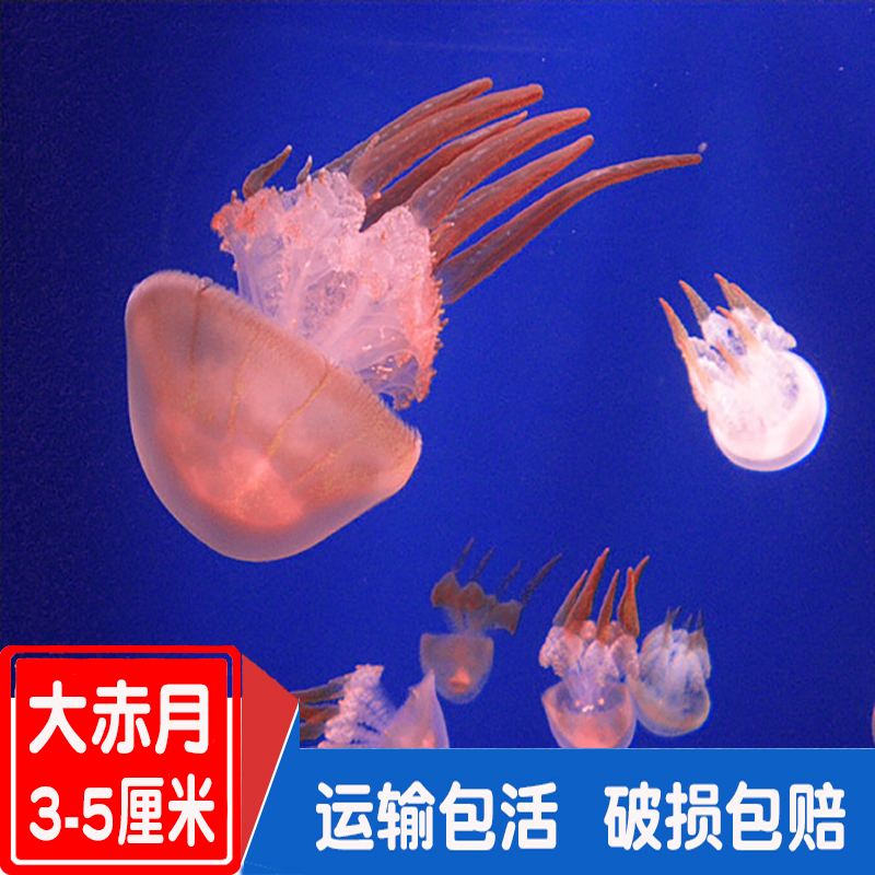 海水养殖宠物-海水养殖宠物可以养吗