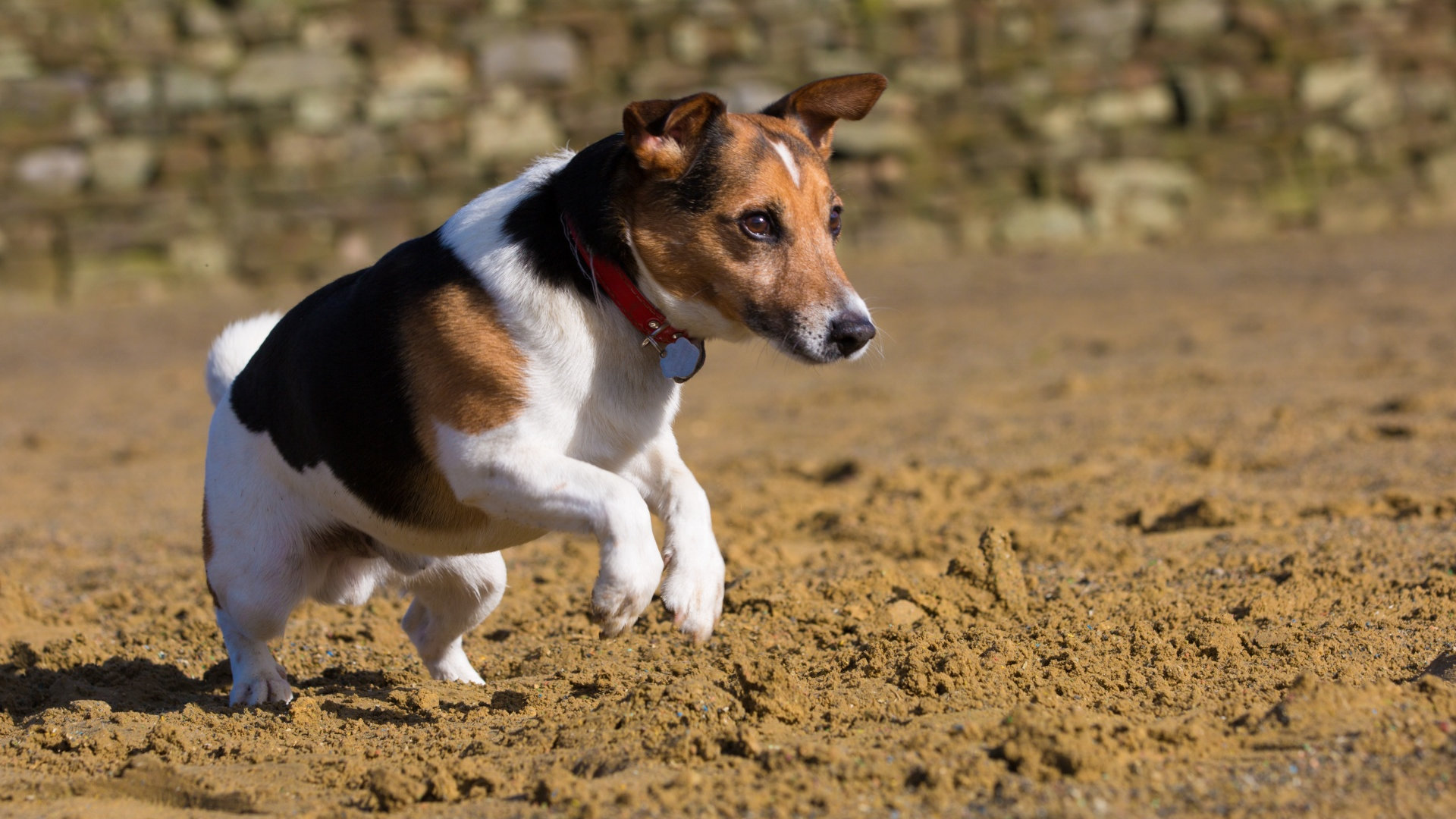 beagle犬-Beagle犬是国际上公认的实验用犬