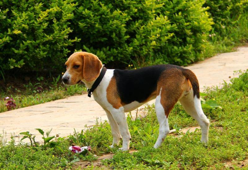 beagle犬-Beagle犬是国际上公认的实验用犬