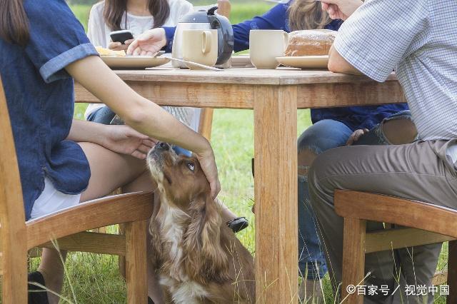 纠正宠物地位-宠物行为纠正收费标准