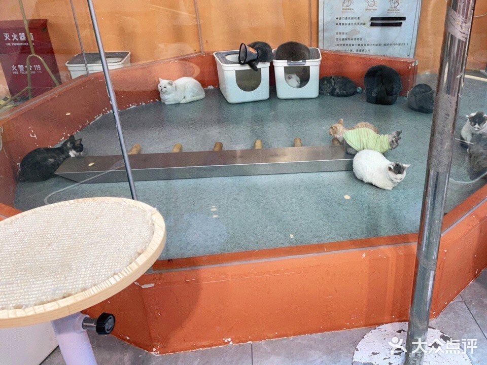 青浦哪里有宠物店-青浦哪里有宠物店啊