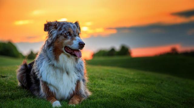 犬之声宠物-犬犬之心什么意思