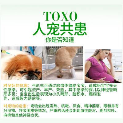 宠物猫弓形虫检查-猫咪弓形虫检查会不会很难受,受折腾?