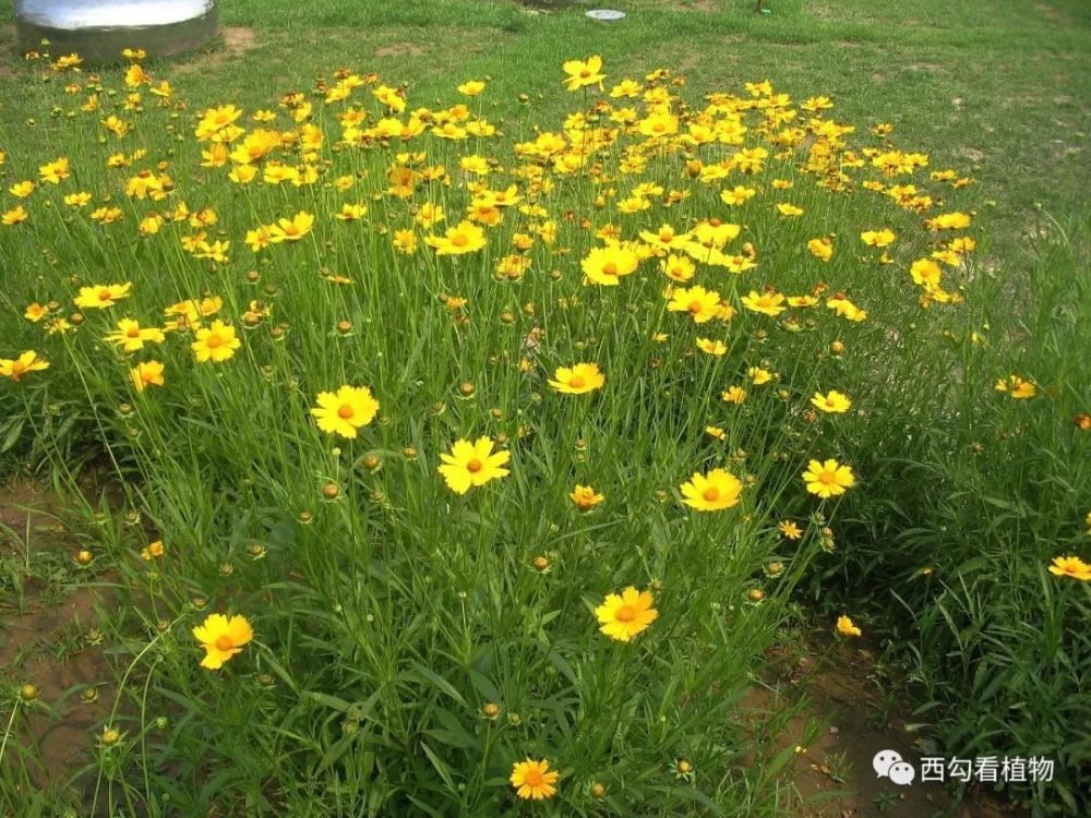 大花金鸡菊-大花金鸡菊图片大全