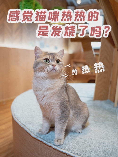 猫咪发烧了怎么办-猫咪发烧最明显的症状是什么