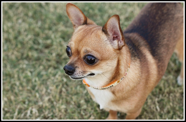 短毛小型宠物犬-短毛小型宠物犬图片