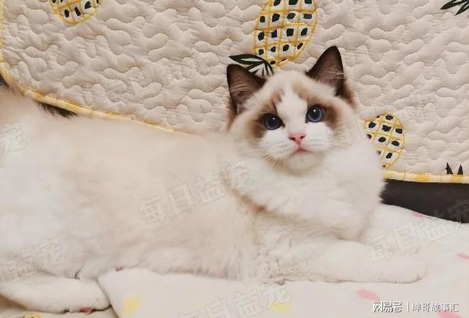 宠物猫怎么养-宠物猫怎么养才会胖