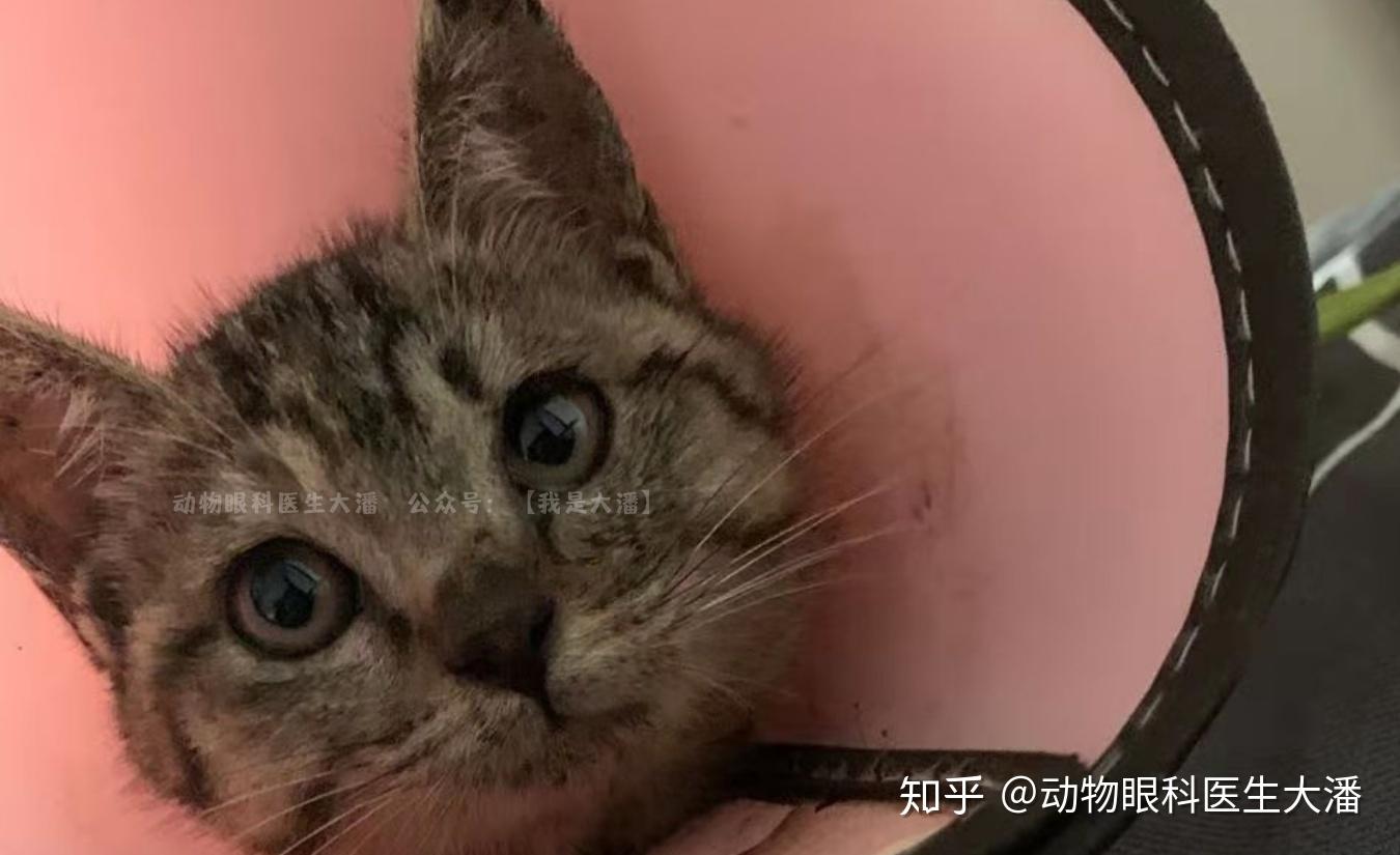 猫鼻支是什么病-猫鼻支是什么病毒照成