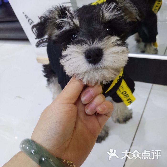 派多格宠物店有什么狗-派多格宠物店有什么狗粮卖