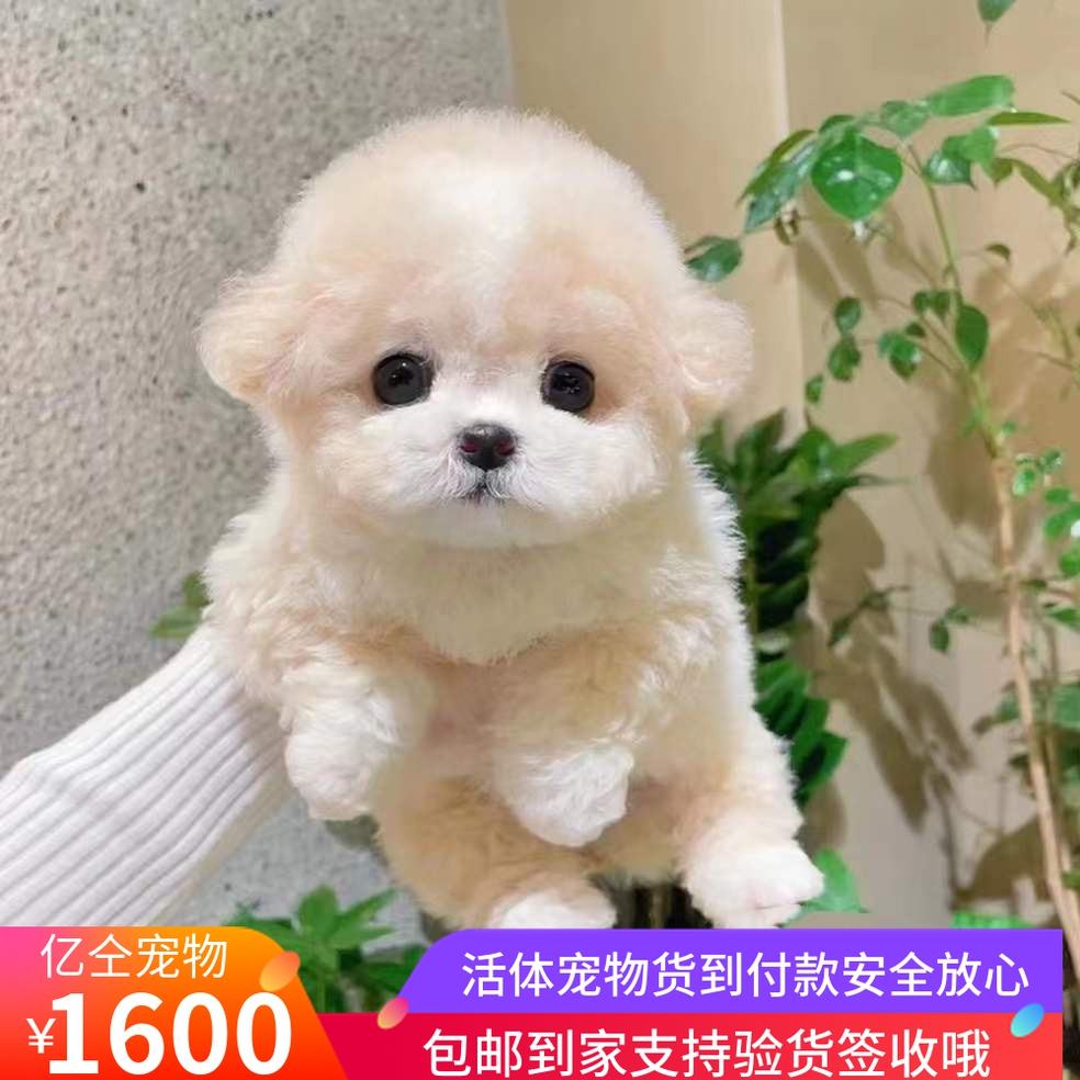 宠物幼犬专卖-宠物幼犬专卖店有哪些