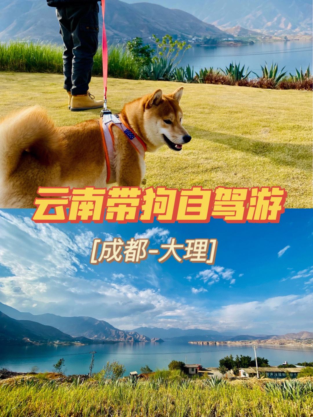 如何带宠物自驾游-如何带宠物自驾游旅行