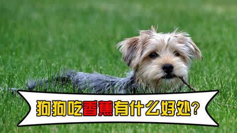 香蕉狗狗可以吃吗-香蕉狗狗可以吃吗有营养吗