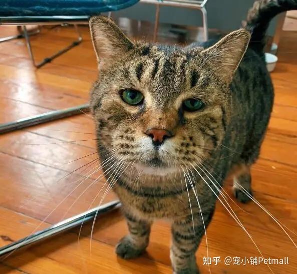 猫发腮是什么意思-猫发腮是什么意思?猫发腮吃什么?