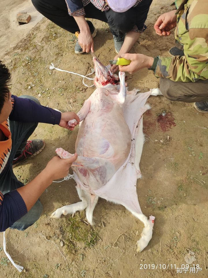 小狗可以吃羊肉吗-小狗吃羊肉吗会死吗