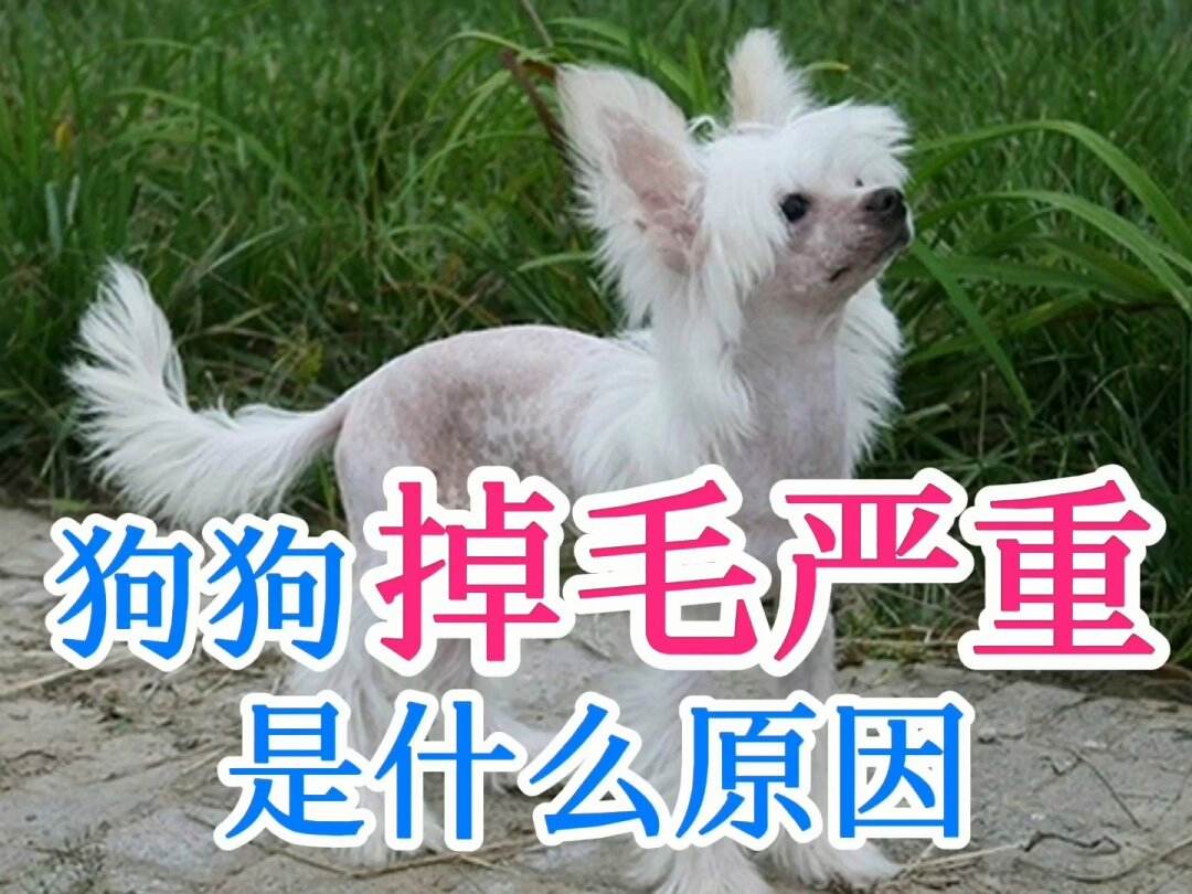 宠物狗老是掉毛怎么办-我的狗狗老是掉毛怎么办