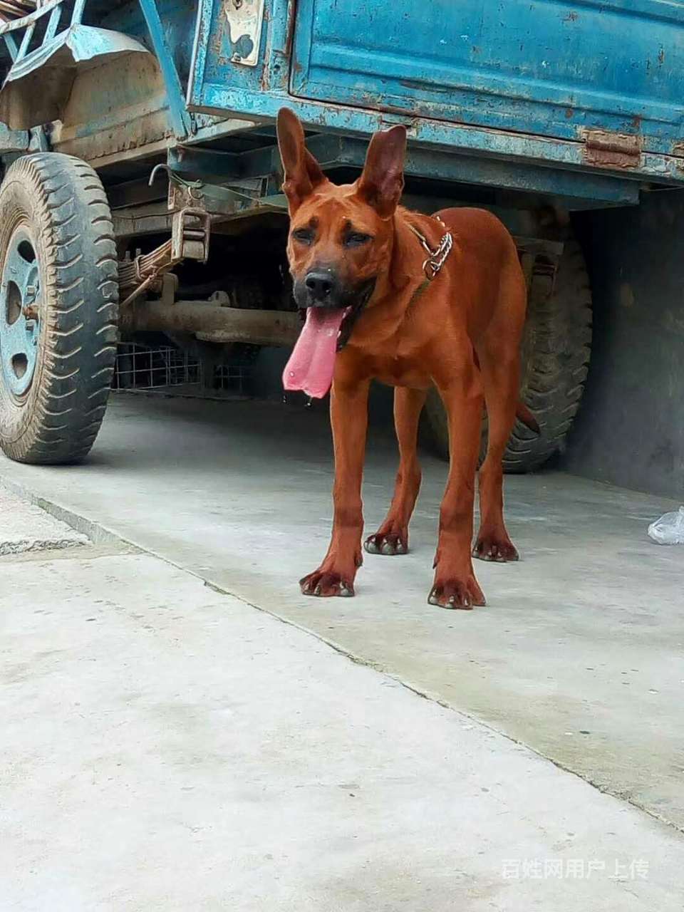 苏联红犬图片-苏联红犬图片大全