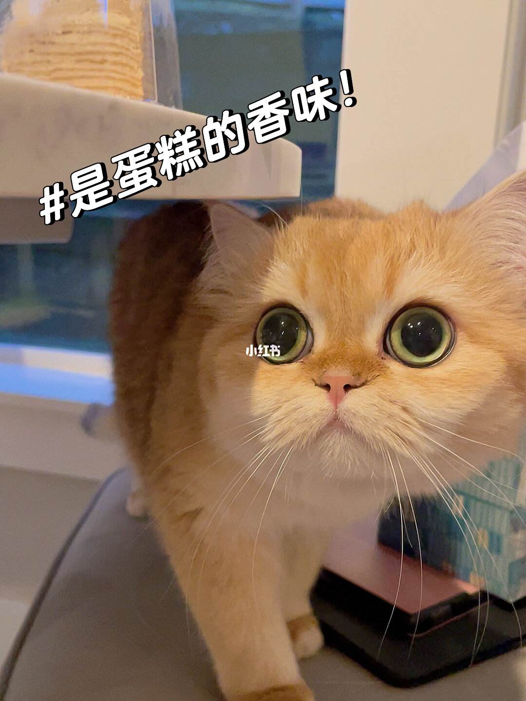 猫能吃蛋糕吗-猫能吃蛋糕吗面包