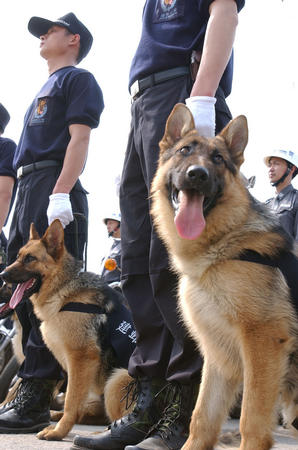 宠物警犬租用-警犬基地如何购买幼犬