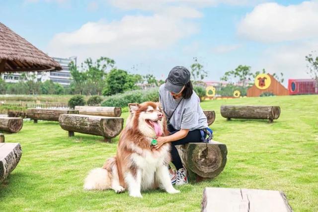 衡阳宠物领养中心-衡阳领养猫的地方在哪里