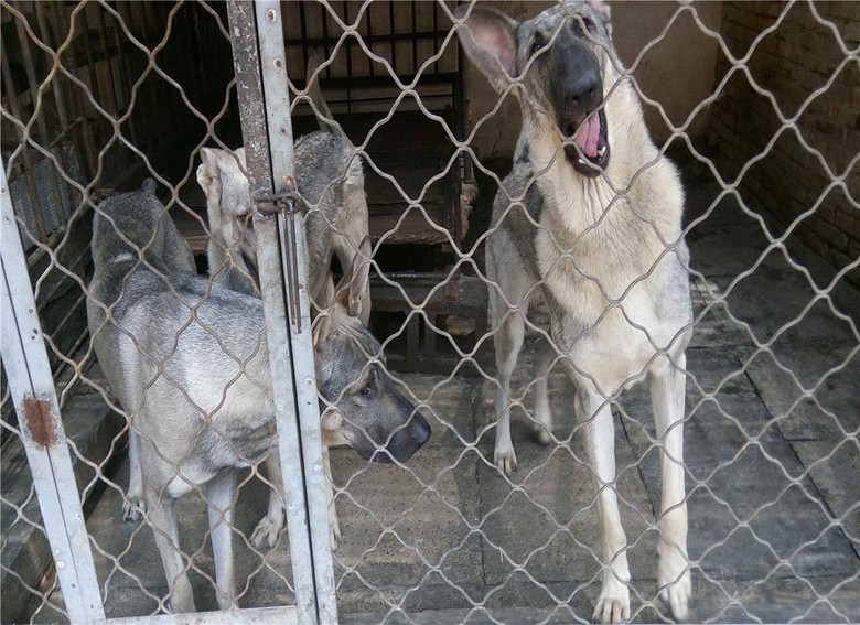 中华狼青犬-中华狼青犬和老版狼青哪个好