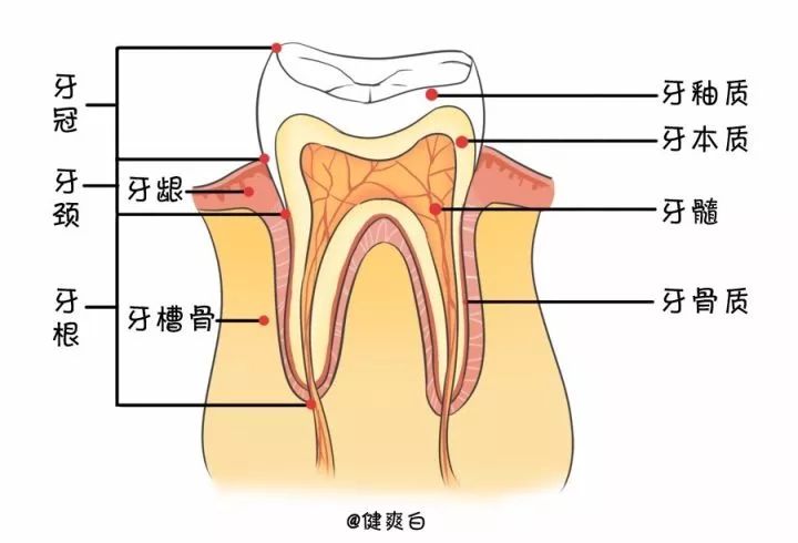 人一共几颗牙-人一共几颗牙图片