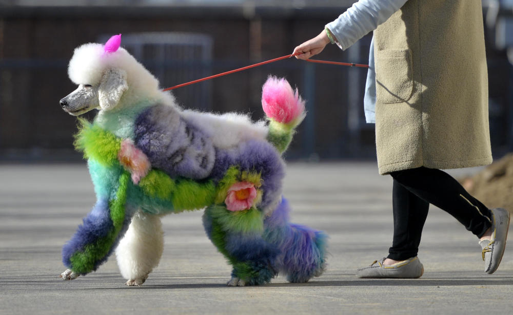 春天宠物狗的美容护理-宠物犬美容的工具与用品主要有哪些