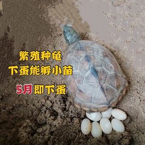 宠物龟家庭繁殖-乌龟繁殖组怎么配好?