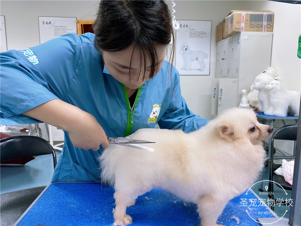 宁波宠物美容学校-宁波宠物美容学校排名